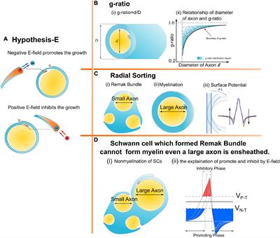 A physical perspective to understand myelin II: The physical origin of myelin development